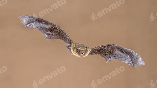 Preview: Flying Pipistrelle Bat on bright background