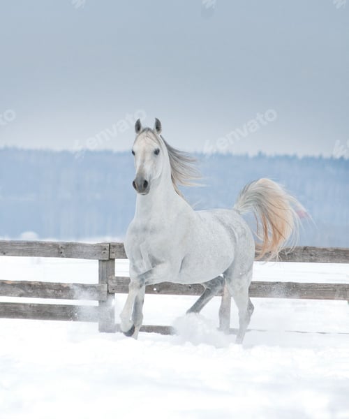 Preview: horse, mare, wilderness, stallion