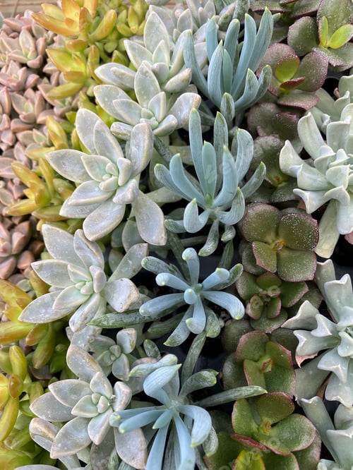Preview: Succulents inspiration