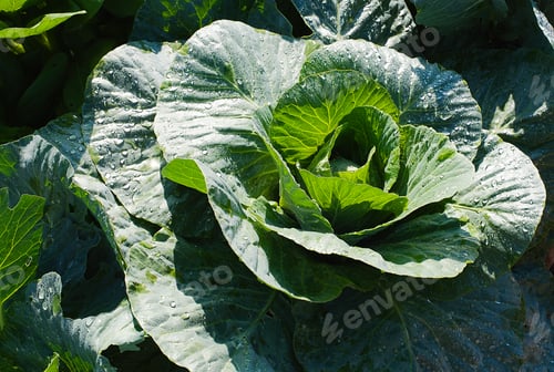 Preview: Close-up view of the cabbage on the farm