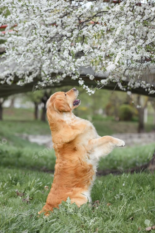 Preview: golden retriever dog in blooming sakura or cherry trees. dog in the spring in nature in the park