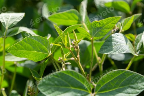 Preview: Young soybean plants with flowers on soybean cultivated field