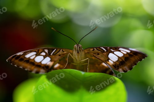 Preview: Macro Picture of a Butterfly