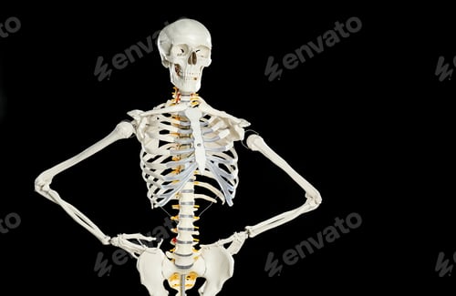 Preview: Artificial human skeleton model on black background