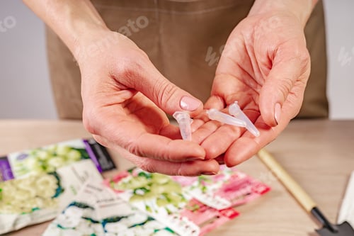 Preview: Women's hands hold capsules with plant seeds. Process of preparation prepended seedlings