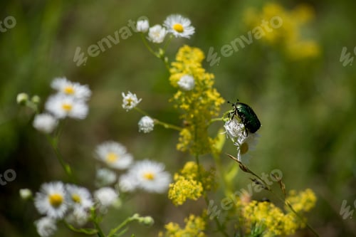 Preview: green metal beetle Cetonia arata sitting on Erigeron daisy, insect life, summer sketches