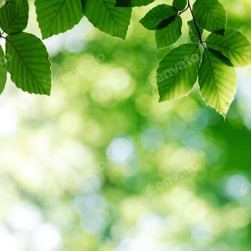 Preview: Nature background from young green beech leaves