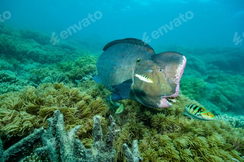 Preview: bumphead parrotfish spotted in moore reef in the great barrier reef