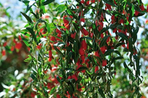 Preview: goji berryGoji berry fruits and plants in sunshine field