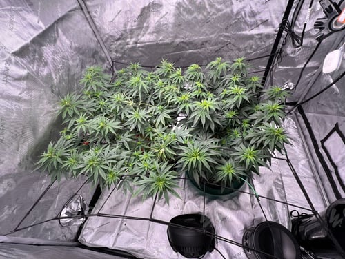 Preview: Heating plant box to grow cannabis in proper warm conditions