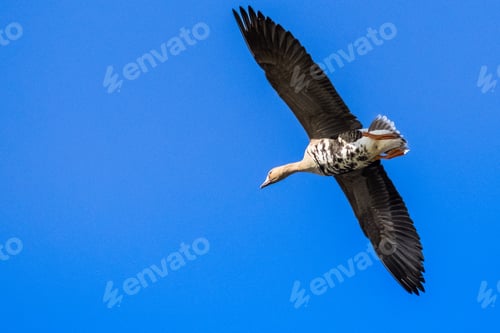 Preview: Flying Greater White-fronted Goose
