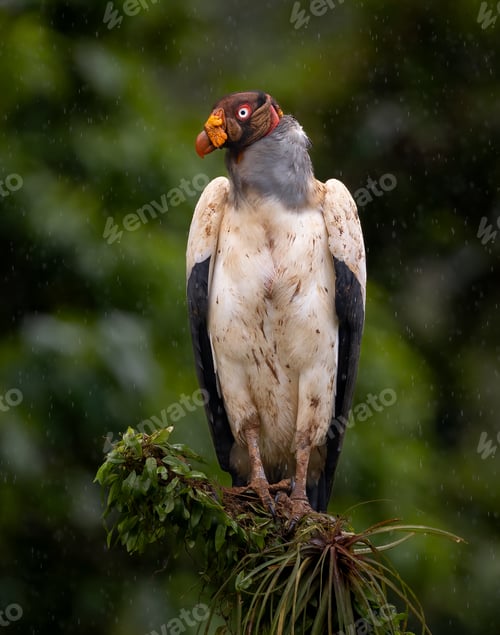 Preview: A King Vulture in Costa Rica