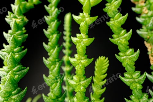 Preview: Succulent plant leaves on black background close up