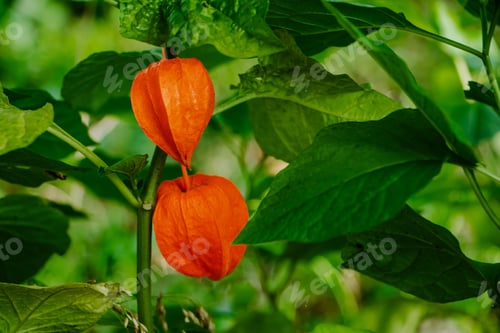Preview: Red physalis alkekengi close-up. Exotic fruit on branch. Chinese lantern, Japanese lantern, ground