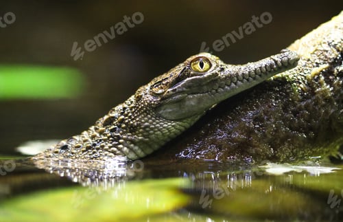 Preview: Asian Freshwater Crocodile Juvenile