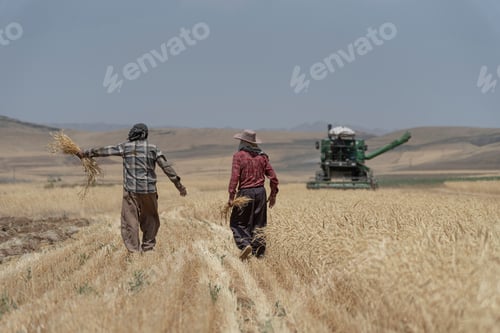 Preview: Farmers in a wheat field with combine harvester.