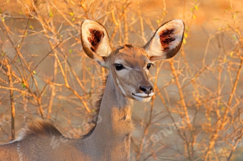 Preview: Female kudu antelope - Kruger National Park