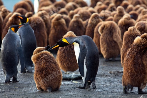 Vista previa: Group of fluffy brown and adult penguins in South Georgia