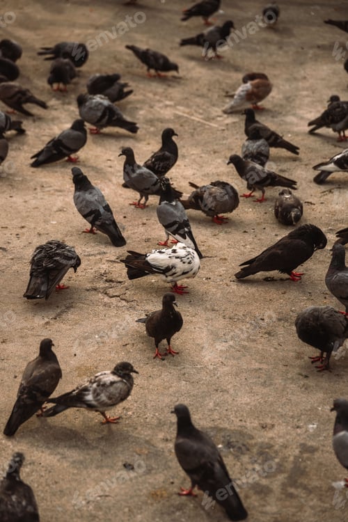 Preview: Vertical shot of a flock of pigeons perched on a sandy floor