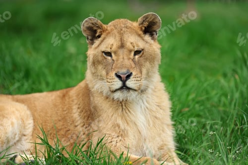 Preview: Lion in green grass