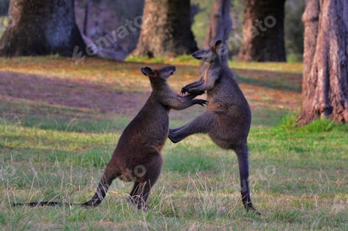 Preview: Kangaroo Fight
