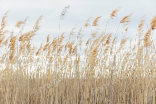 Preview: Field of marsh grasses, surface view