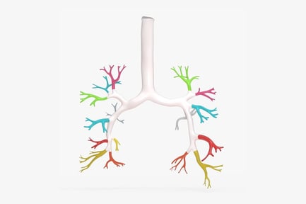 Preview: Colored Bronchial Tree: Anatomical Segments of the Lung
