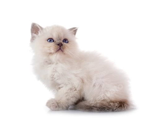 Preview: birman kitten in studio