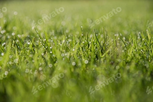 Preview: Grass Background Abstract natural background green grass with a beautiful Bokeh