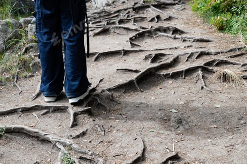 Preview: Person standing on a dirt path with exposed tree roots in a forest.