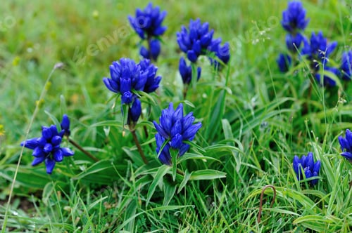 Preview: Blue flowers blooming on high altitude grassland in China
