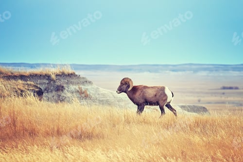 Preview: Bighorn Sheep with large curving horns in Badlands National Park