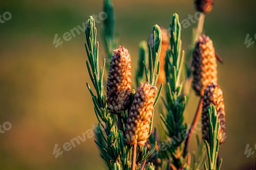 Preview: Closeup shot of western yellow pine on a blurred background