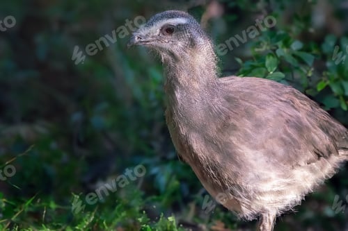 Preview: Black-legged Seriema bird (Chunga burmeisteri)