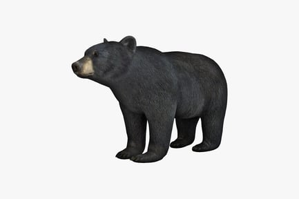 Preview: Black bear in quadrupedal stance