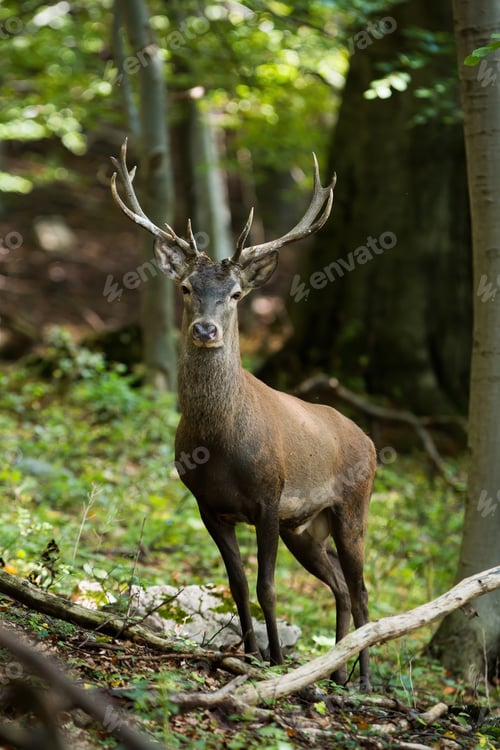 Preview: Red deer looking to the camera in forest in vertical shot