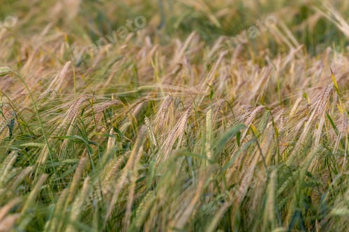 Preview: Yellow grain ready for harvest growing in a farm field