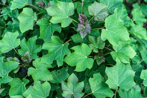 Preview: Hedge castor (jatropha curcas) green leaf