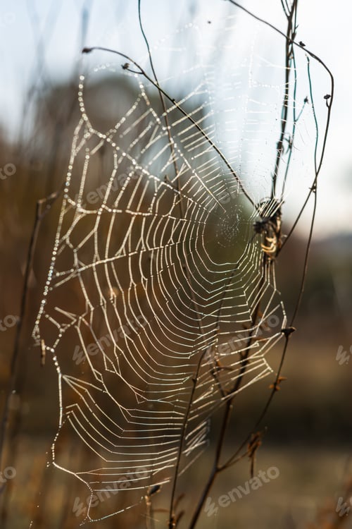 Preview: Background of the threads of a spider web with dew drops. Web macro