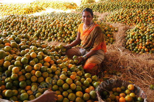 Preview: Woman sorting orange for packaging