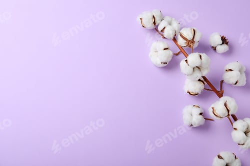 Preview: Fluffy cotton flowers on lilac background, top view. Space for text