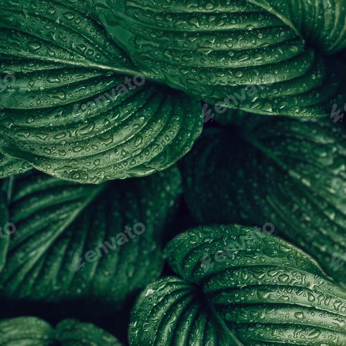 Preview: Hosta leaves