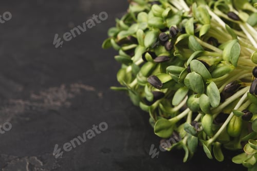 Preview: Organic growing micro greens closeup