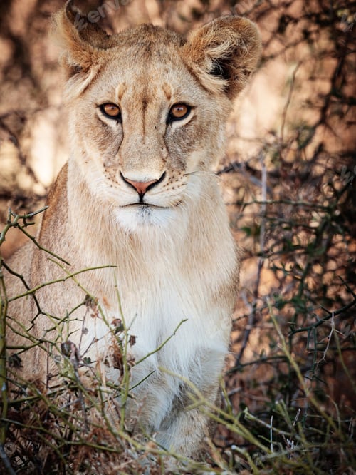 Preview: A Beautiful Wildlife photography pictures