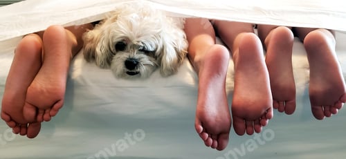 Preview: Cute dog frustrated at all the feet surrounding her in bedroom vibes with emotions of resignation.
