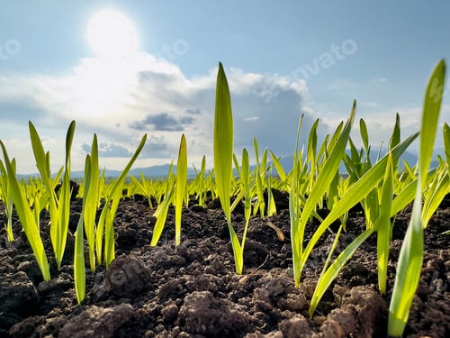 Preview: wheat sprouts in the field