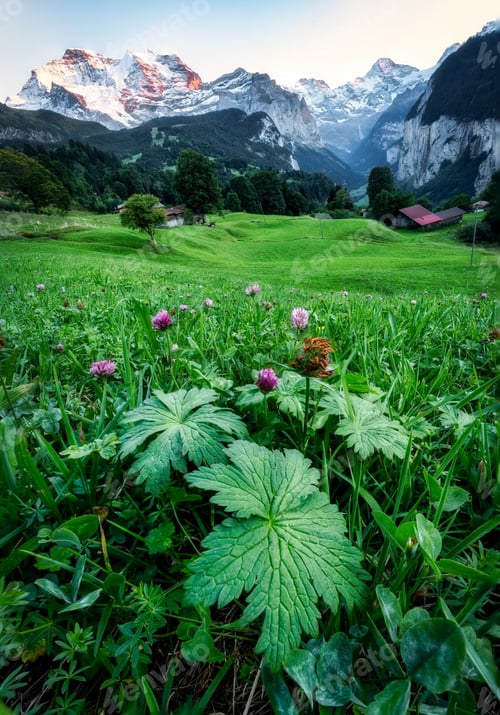 Preview: Wildflower with green leaves on Wengen mountain village and Jungfrau mountain in the dusk
