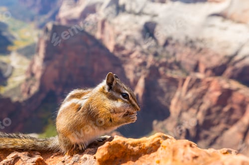 Preview: Chipmunk