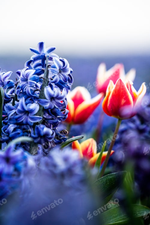 Preview: Colourful tulip fields, captured in The Netherlands during Spring season