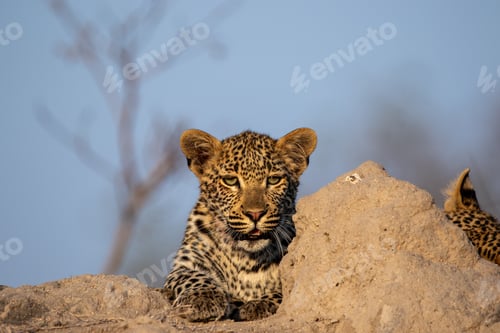 Preview: A young leopard, Panthera pardus, resting on a mound.